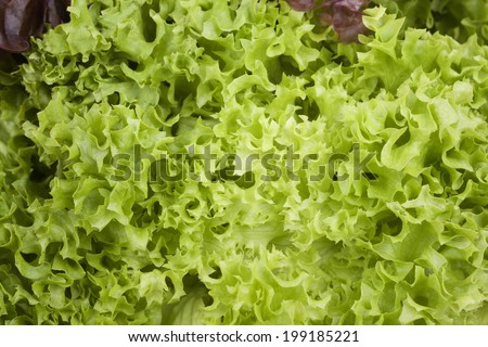 fresh lettuce leaves