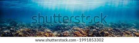 Underwater coral reef on the red sea