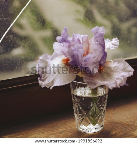 Iris in glass. Iris flower on old weathered wooden sill with cracked window on background. Day light through window. Thin flower petals. Retro style photo. Soft focus.