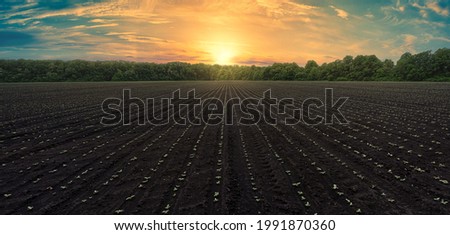 Panoramic shot of a black field with even rows of sunflower shoots at sunset. Growing sunflower in Ukraine. Plowed Field with Sunflower Shoots at Sunset: Panoramic Background for Agribusiness. Royalty-Free Stock Photo #1991870360