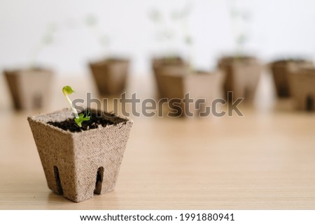 Selective focus image of seedlings of green bean in biodegradable peat pot on wooden table surface with blurred background. Indoor plant transplanting and home gardening in spring