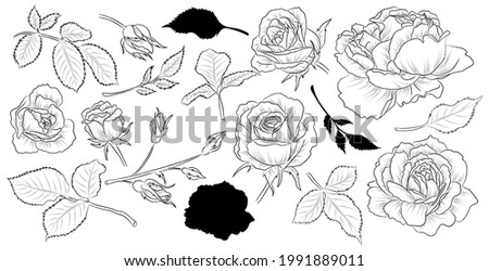 Set of hand drawn flower roses and leaves. Isolated vector. Black outline plant on white background.