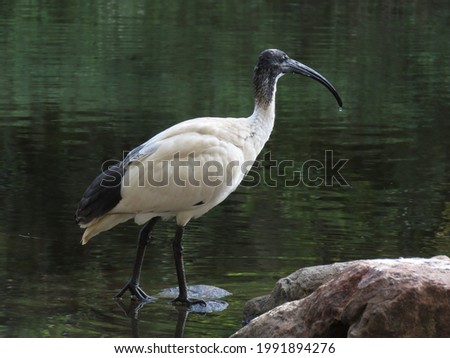 Australian white ibis near water