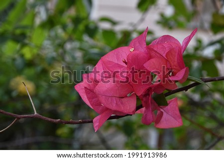 Close-up view of pink Bougainvillea flower bush