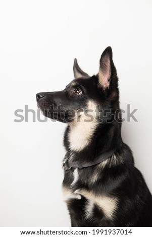Portrait of a little cute black puppy. The dog looks in reverse. Vertical image. Portrait on a white background