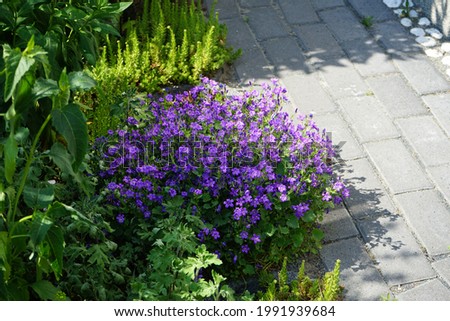 Campanula portenschlagiana in June in the garden. Campanula portenschlagiana, the wall bellflower, is a species of flowering plant in the family Campanulaceae. Berlin, Germany Royalty-Free Stock Photo #1991939684