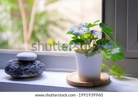 two beautiful stones and a tiny Monstera in front of the window