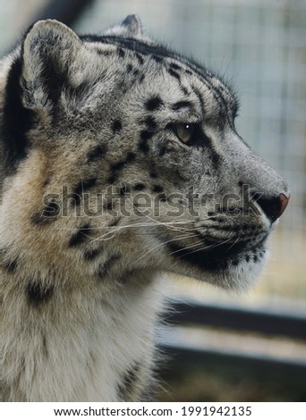 Snow Leopard side profile, edited with warm tones. 