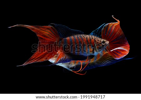 Paradise fish, or Macropodus Opercularis, isolated on black background stock photo