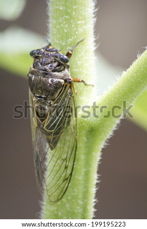 Cicada Sitting On The Stem Of The Sunflower