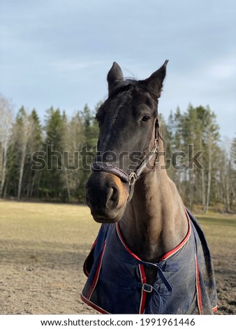 An amazing portrait of a black horse during a sunny day in Sweden. The photo shows the horse clearly and has beautiful details.