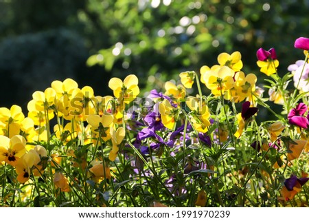 blooming, bright pansies in the garden
