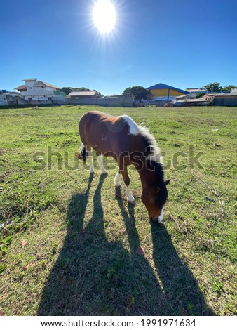 A beautiful sunny day with the protagonist of a grazing horse, Bombinhas, Santa Catarina, Brazil, June 16, 2021