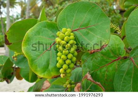 Raw Fruits of the Plant Known as Seagrape and Baygrape (Coccoloba uvifera) in the Palomino's Beach, in La Guajira, Colombia Royalty-Free Stock Photo #1991976293