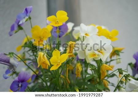 Pansies in a flower pot in June. The garden pansy, Viola × wittrockiana, is a type of large-flowered hybrid plant cultivated as a garden flower. Berlin, Germany
