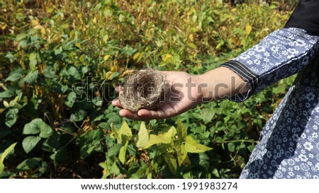 Woman's hand holding empty fragile bird's nest, view from above on a sunny day against yellow soybean garden background. Empty nest syndrome concept.  Royalty-Free Stock Photo #1991983274