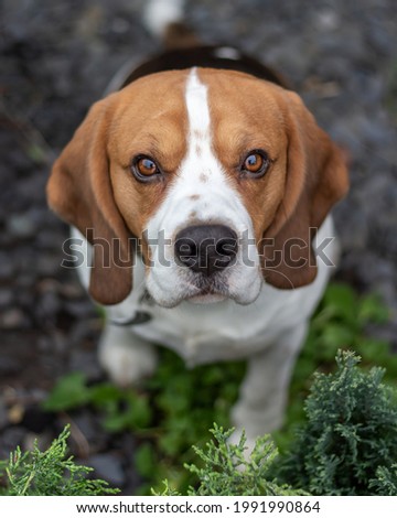 Close up photo of a gorgeous purebred tricolour beagle taken from above.  Beautiful dog looking directly at the camera. Dog with clear and sharp amber eyes looking up.