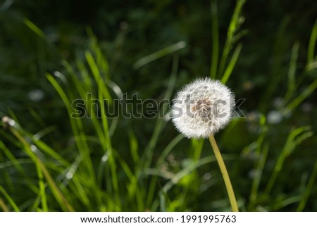 dandelion ready to fly its seeds, close-up