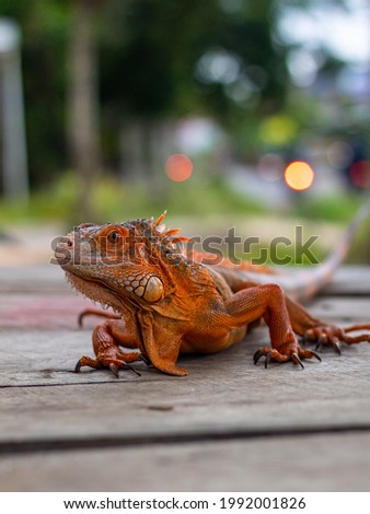 Close-up picture of asian iguana on wood on blurred background
