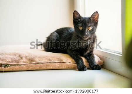Cute black cat is siting near the window and looking straight to the camera