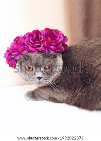 Beautiful cat with a floral wreath of roses on his head. Fashionable animals. Portrait of a gray British cat.