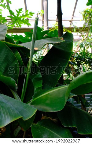 Banana plant (musa tropicana) with huge leafes in greenhouse