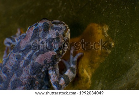              The large frog has a spotted color     