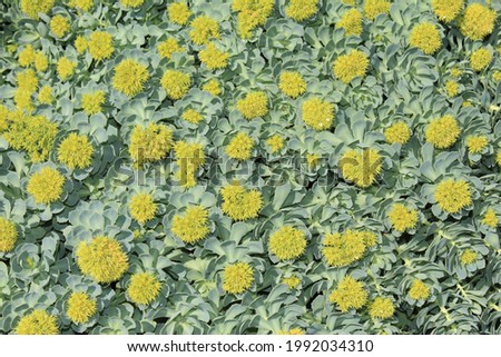 The view  from above on the small yellow flowers on the green leaf background