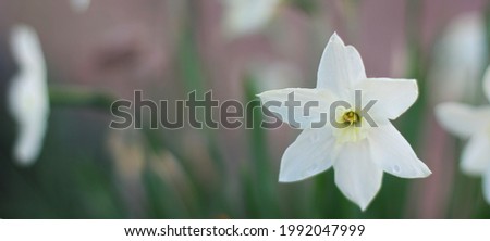 Beautiful spring Nature background with Daffodil Flowers, selective focus. Daffodils Flowers closeup on green background. Wide Angle Scenic floral header for website or Web banner