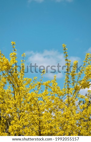 Bright yellow flowering of Forsythia against blue sky with clouds. Shrub from family of Olives (Oleaceae). Most forsythia species originate from China. Copy space. Selective focus. Royalty-Free Stock Photo #1992055157