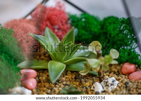 Polygon-shaped terrarium with flowers. Succulents surrounded by colored moss and sand. Decorative composition for home interior and office.