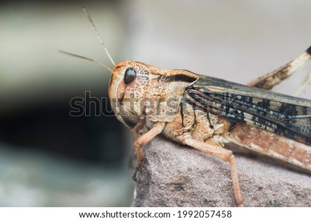 Close up picture of a Locust