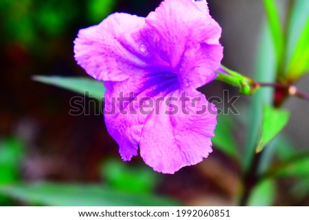 purple flower close up with green leaves