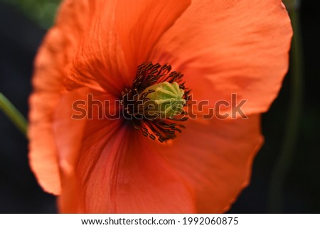 bright red poppy flower on a dark background
