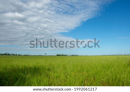 Pasture for cattle on farm in the city of Jardim, Mato Grosso do Sul, Brazil Royalty-Free Stock Photo #1992061217