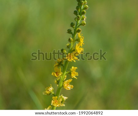 plant blooming with yellow flowers on a blurred green background, close-up. Summer season. Web banner. Natural background for design.