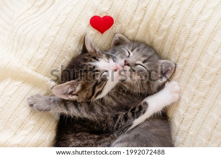 two cute little kittens sleeping on a white background valentine's day concept. High quality photo Royalty-Free Stock Photo #1992072488