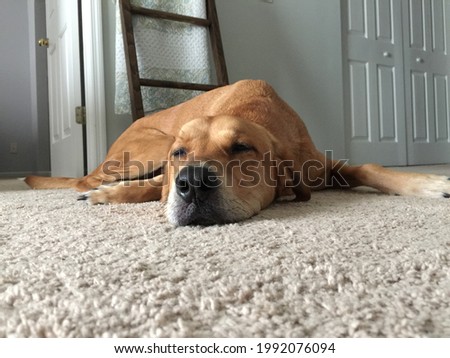 Hound dog sleeping on the floor