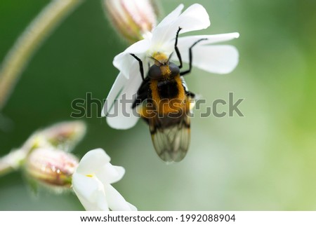 Hoverfly Volucella bombylans male or female on Stellaria holostata