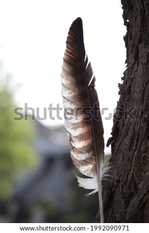 The eagle's feather has broken and fallen.