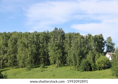 Green birch grove on a steep hillside and white house, June, 2021