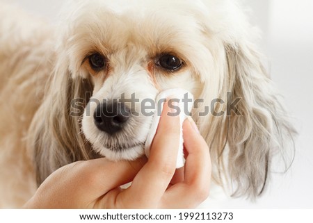 The procedure for cleaning the eyes of the Chinese downy crested dog. A woman's hand with a cotton pad .animal care concept. High quality photo