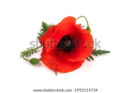 Flowers red poppies ( corn poppy, corn rose, field poppy ) on a white background. Space for text.