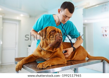 Young man  veterinarian examining dog on table in veterinary clinic. Medicine, pet, animals, health care and people concept. Veterinary care. Dogue de bordeaux.  Royalty-Free Stock Photo #1992117965