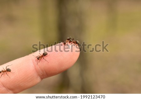 Ants run on a man's finger.