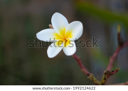 Tropical flowers in Thailand, beautiful white plumeria.