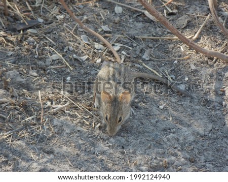 little squirell in namibia, africa