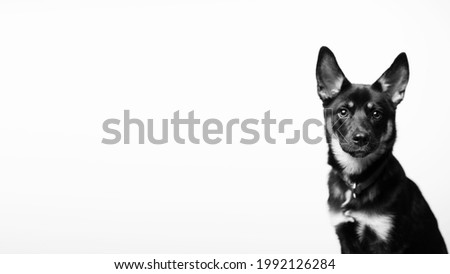 Black and white photo of a dog looking into the camera. Panoramic photo, empty space for text.