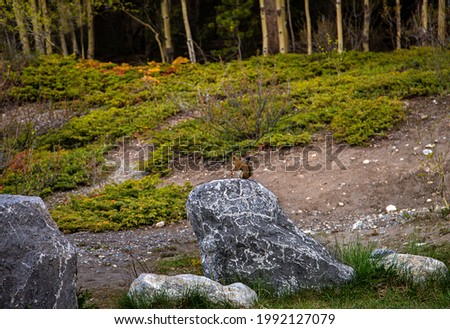 Squirrel posing on a rock