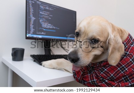 A dog in glasses and a red shirt sits at a computer and writes a program. Golden Retriever dressed as a programmer or teacher. Remote work concept during a pandemic.